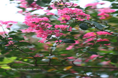 Lagerstroemia indica